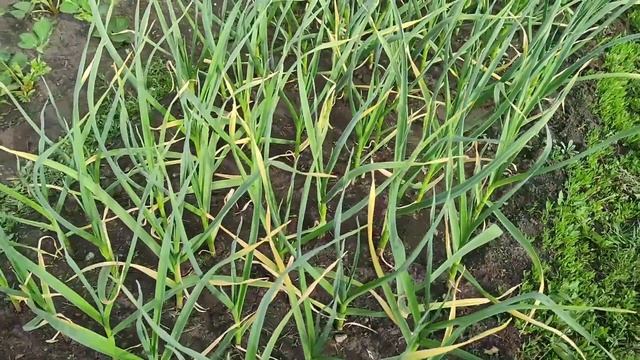 Желтеет чеснок. Что делать? Подкормка чеснока. Чем полить чеснок , чтобы он не желтел?