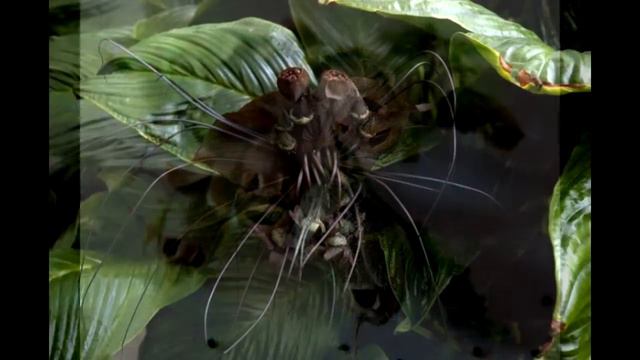 Самые страшные цветы в мире/The ugliest flowers in the world смотреть онлайн
