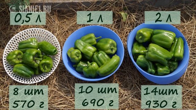 Как урожайность перцев зависит от объема горшка в рассаде смотреть онлайн