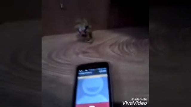 Звоним компании хазбро о мои боги хазбро попытаются найти мой канал !!! Я не шучу честно смотреть онлайн