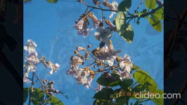 Павловния цветение 2021 смотреть онлайн