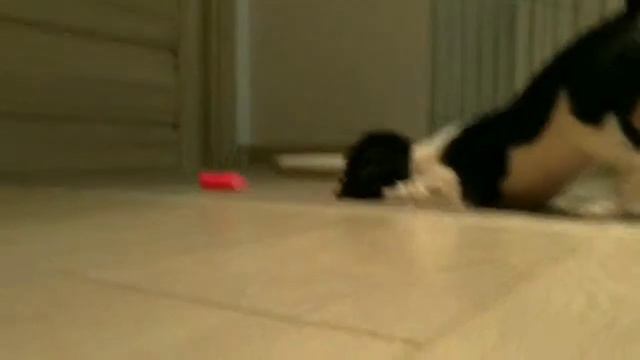 Щенок кавалер кинг чарльз спанель. СОБКА VS БИГУДИ смотреть онлайн