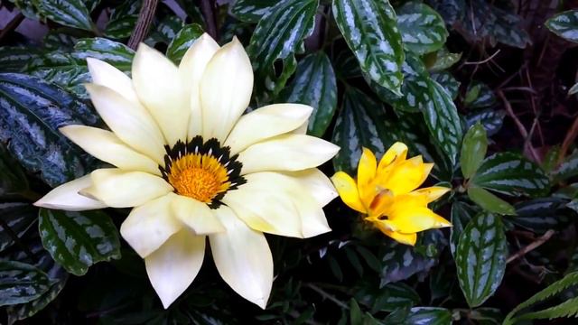 Семья Колесниковых/Для чего козлу баян, а Алёше новые игрушки/Новости из Дворца. смотреть онлайн