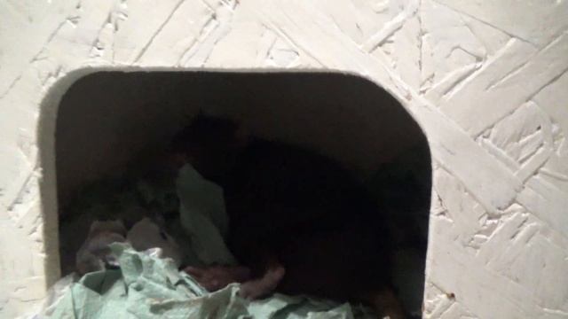 Осторожно пасюк! Корочка захват территории! Крыса дикая Знакомство крыс пасючка пришла к мальчику смотреть онлайн