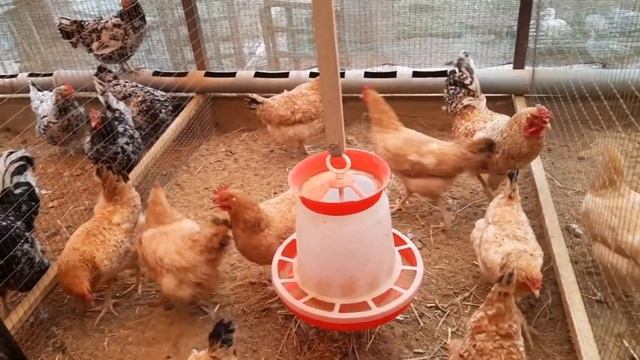 Породные куры//Какие гнёзда лучше для сбора инкубационного яйца смотреть онлайн