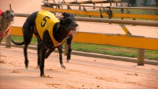 Greyhound Racing Victoria смотреть онлайн