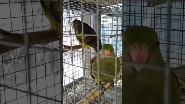 Роскошный Горный попугай птенцы ручные смотреть онлайн