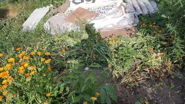 Муж навел порядок на участке смотреть онлайн