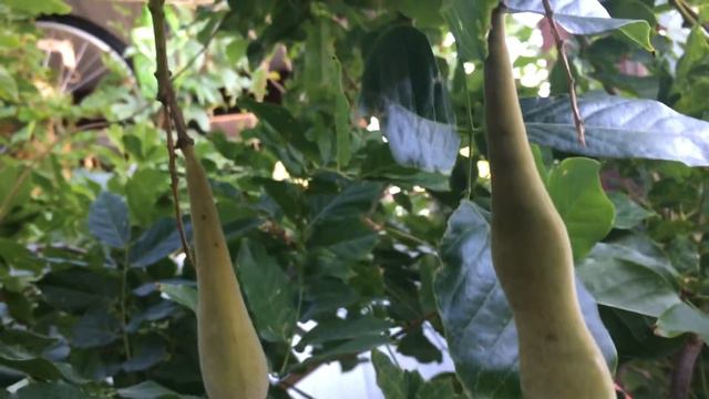 Wisteria Seed Pods смотреть онлайн