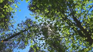 Успокаивающая музыка для обучения - Фоновая музыка