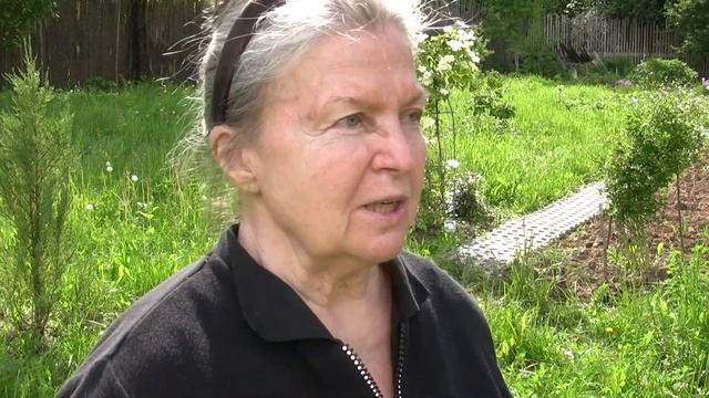 Что цветёт в июне на моём участке. смотреть онлайн