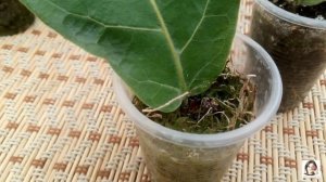 Размножение Фикуса Лировидного листом. Как это правильно взять черенок. Мой успешный опыт!