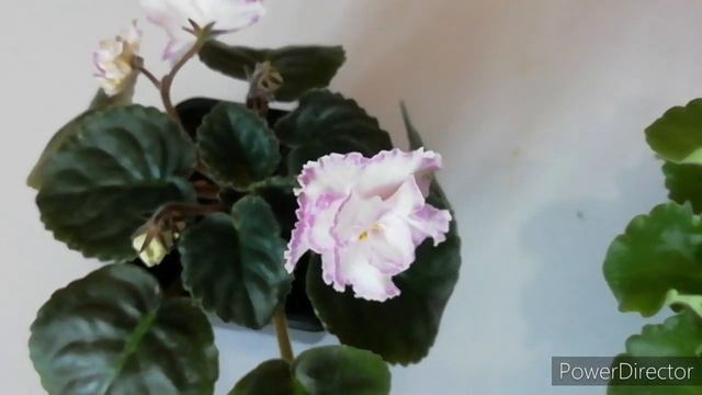 ЦВЕТУЩИЕ ФИАЛКИ. Фиалки апрель 2021. Цветение фиалок. Обзор с названиями сортов//Любуемся фиалками! смотреть онлайн