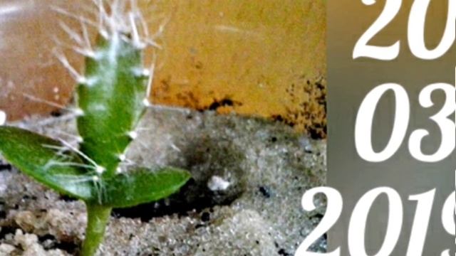 Строительный Фокус