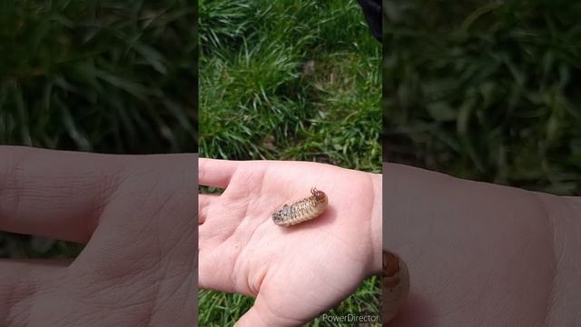 Бронзовка. Личинка Бронзовки. смотреть онлайн