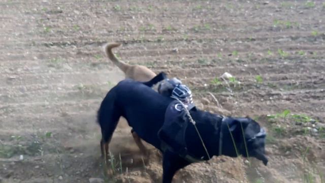 ROTTWEILER VS BELGIAN MALINOIS [1080p]