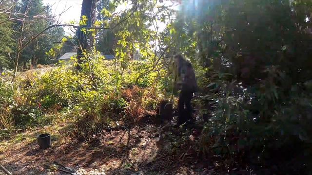 Planting a PJM Rhododendron and Primroses смотреть онлайн