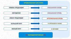 Тип Хордовые. Тема 31. Системы органов земноводных: строение, функции