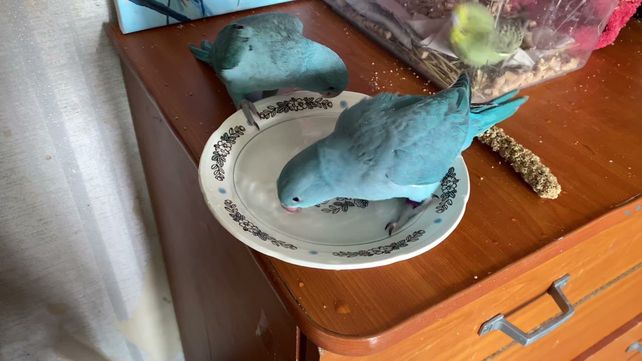 Как научить попугаев купаться? А вот так! смотреть онлайн