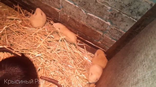 Нутрята // рождение нутрят // уход за детёнышами нутрий смотреть онлайн