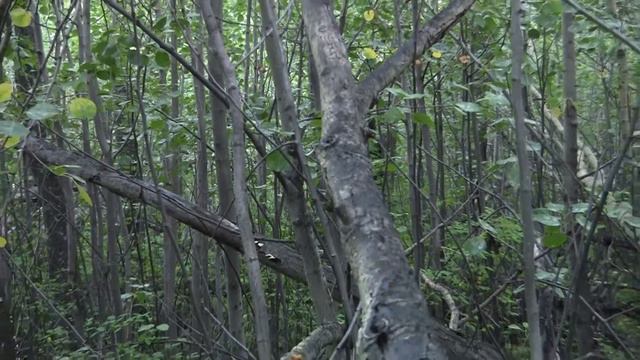 Байкальская тайга 1 смотреть онлайн