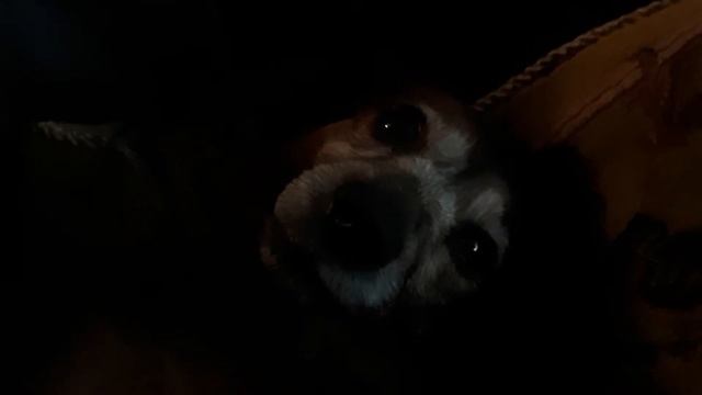 Бог смотрит на нас через глаза собаки смотреть онлайн