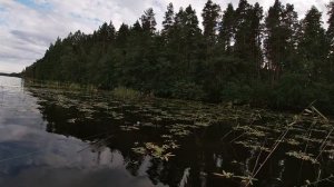 Ловля щуки на лягушку поппер нецепляйку - daiwa d-popper frog / pike finland