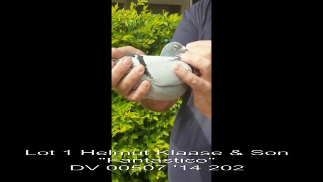 KADER AHMED Lot 1 HELMUT KLAASE & SON “Fantastico” DV00507 ’14 202 смотреть онлайн