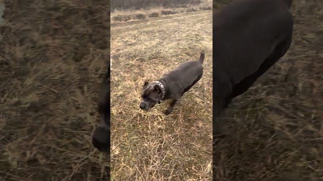 Трой❤️#tttt #cane #canecorso #канекорсо #canecorsoitaliano #канекорсоитальяно смотреть онлайн