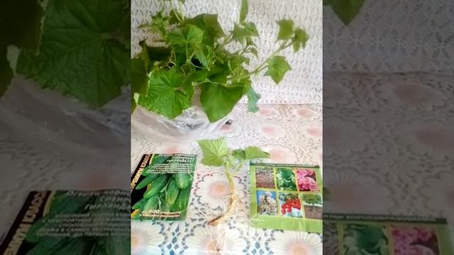 Огурцы- гибриды.Разведение гибридов черенками. смотреть онлайн