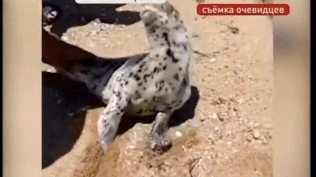 Детеныша нерпы нашли отдыхающие в Ольгинском районе смотреть онлайн