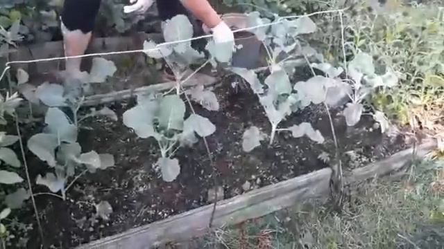 Подкармливаем овощные культуры золотом смотреть онлайн