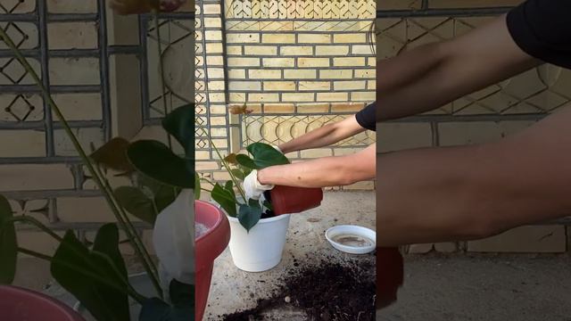 Антуриум - уй жагдайында отыргызу. Бөлме гүлдері. Мужское счастье смотреть онлайн