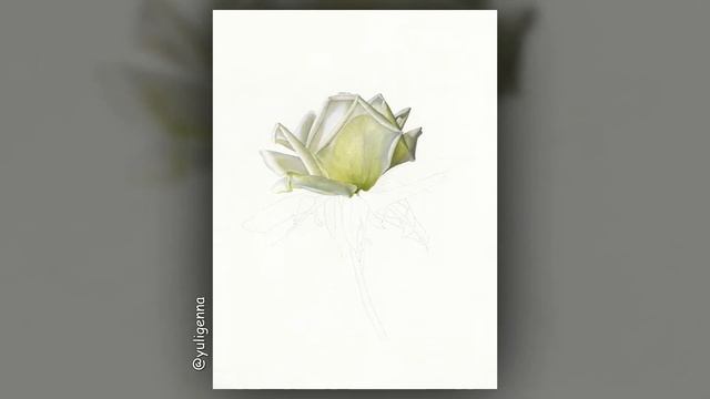 Botanical Watercolor "Rose Green Glow" смотреть онлайн