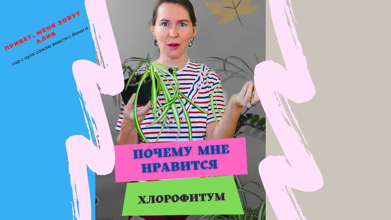 Хлорофитум. Цветок для выращивания горшках  и не только.