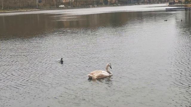 Лебеди в Калининграде смотреть онлайн