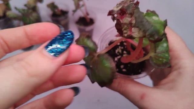 Бегонии. Распаковка посылки 9. смотреть онлайн