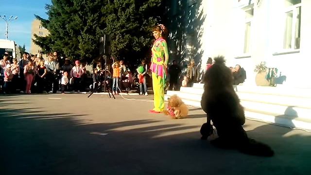 Пудели цирковые Бердск смотреть онлайн