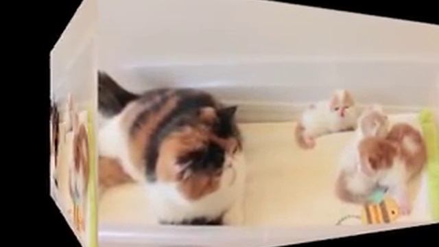 Смешная Кошка и Котята! смотреть онлайн