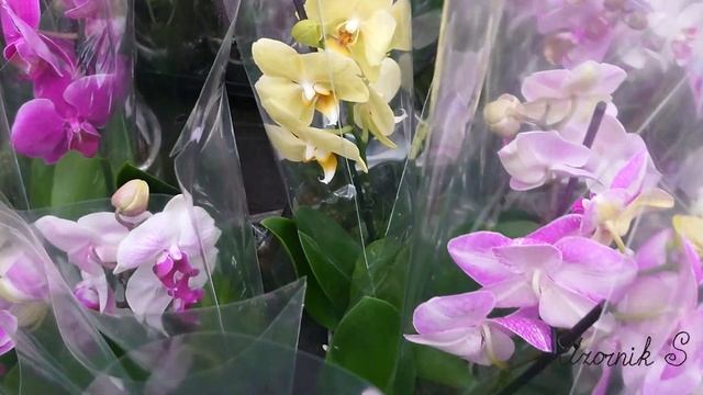 Обзор цветов в OBI. Пеларгонии, герберы, орхидеи, цикламены, тюльпаны, суккуленты. Февраль 2021. смотреть онлайн