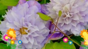 Клематис гибридный Veronica's Choice. Краткий обзор, описание характеристик