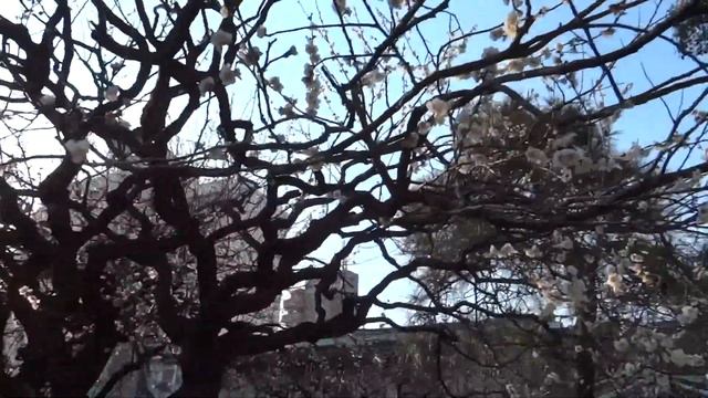 Цветение слив в храме Юсима. Умэмацури. Токио.Япония смотреть онлайн