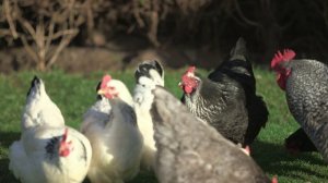 Звуки кур, куры на прогулке ✨