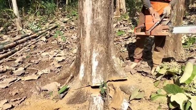 The skills of the chainsaw man cut down a beautiful teak tree смотреть онлайн