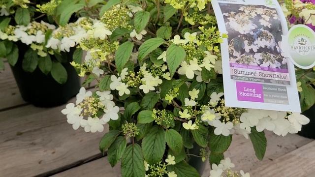 Viburnum 'Summer Snowflake' (Doublefile Viburnum) // White Flowers, Deciduous Shrub