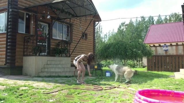 Как помочь собаке в жару? Холодный душ! смотреть онлайн