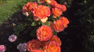 Чайно-гибридная роза Хич Меджик