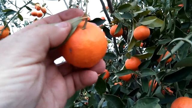 Прогресс созревания урожая на наших деревьях мандарина. смотреть онлайн