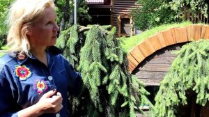 50 оттенков зеленого (серия 3) Ель Инверса