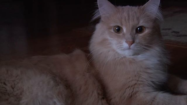 Panasonic AG-HMC154ER TEST смотреть онлайн